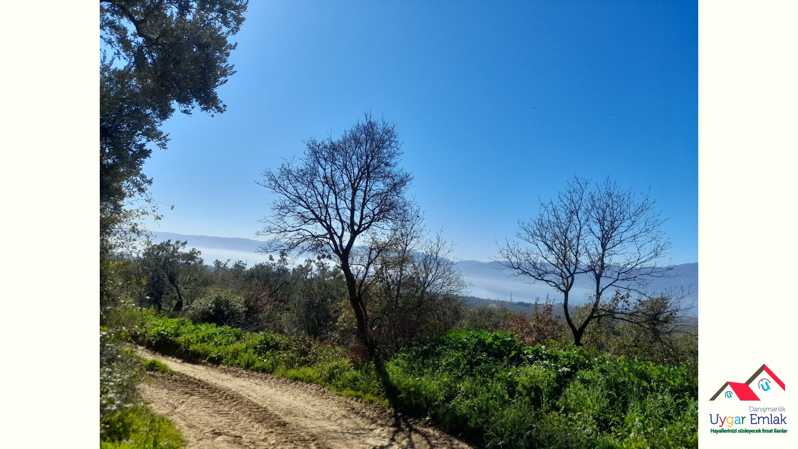 Orhangazi üreil mahallesinde resmi yola cepe 1700m2 ful göl mazarali zeytinlik çift yola 80 metre yola cephe ful göl manzarali orhangazi manzaralidüz tarladir 50 ağaç zeytin vardir